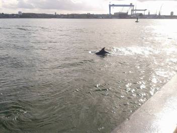 Delphine zu Besuch in S-H